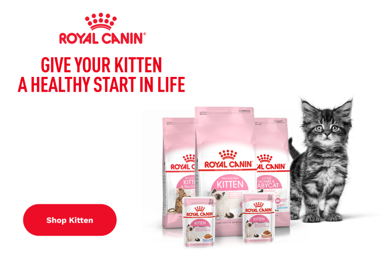 Royal canin hotsell kitten box